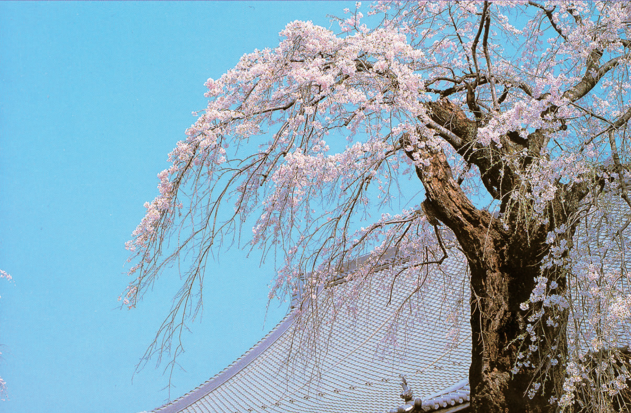 栃木県佐野市の種徳院の樹木葬「天空の里」のシンボルツリーしだれ桜